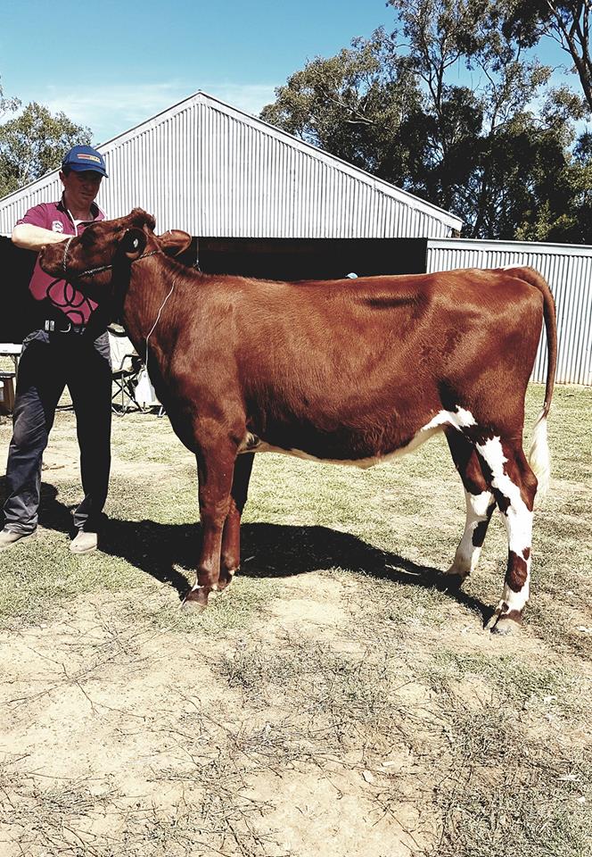 Vic Calf Day 2017 Champion Heifer