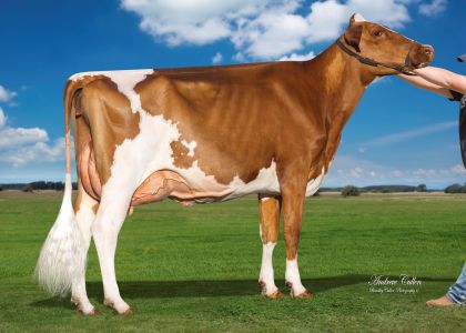 2019 Gatton Supreme Intermediate, Supreme Intermediate Udder