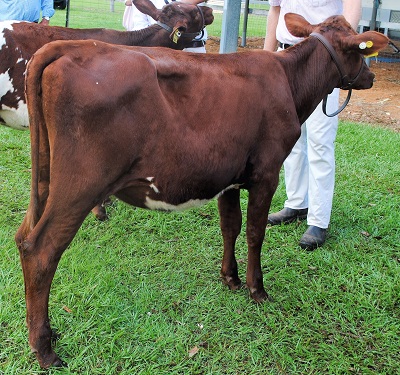 Woodford 16 Res Champ Jnr lr