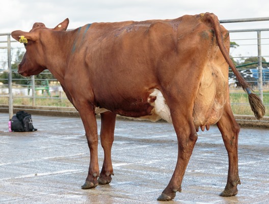 on farm challenge cluain 3641 Helen. Dec2017 0754. resized for website