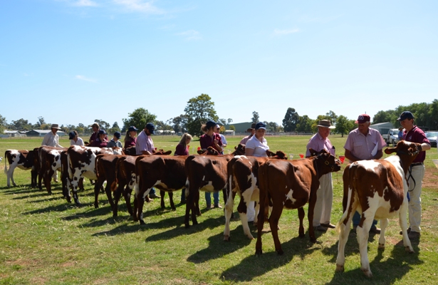 2012_Victorian_Calf_Day_lr