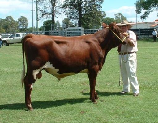 Bdst_Calf_Day___March_2011_Champion_Bull_008