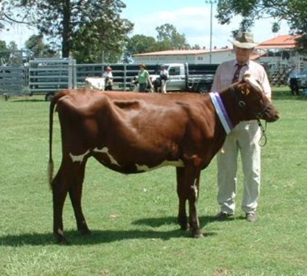 Champion_Senior_Heifer_Bdst_Calf_Day__March_2011_006