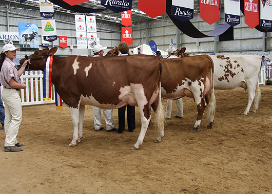 IDW_2011_Intermediate_Champ