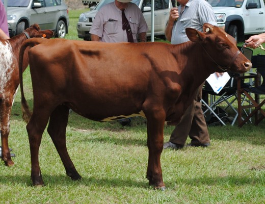 Junior_Chamion_Riverwood_Blush3