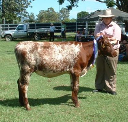 Junior_Champion_Heifer_Bdst_Calf_Day___March_2011_002