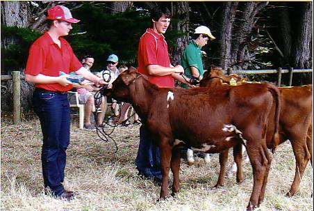 Tas_Ch_Calf_Handler_2012