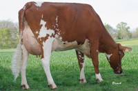 browncow.jpg