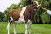 cowphoto1.jpg