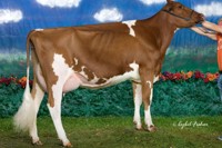 cowphoto2.jpg