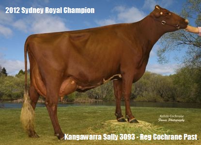 Kangawarra_Sally_3093_website_banner
