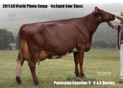 Panorama_Angeline_9_website_banner
